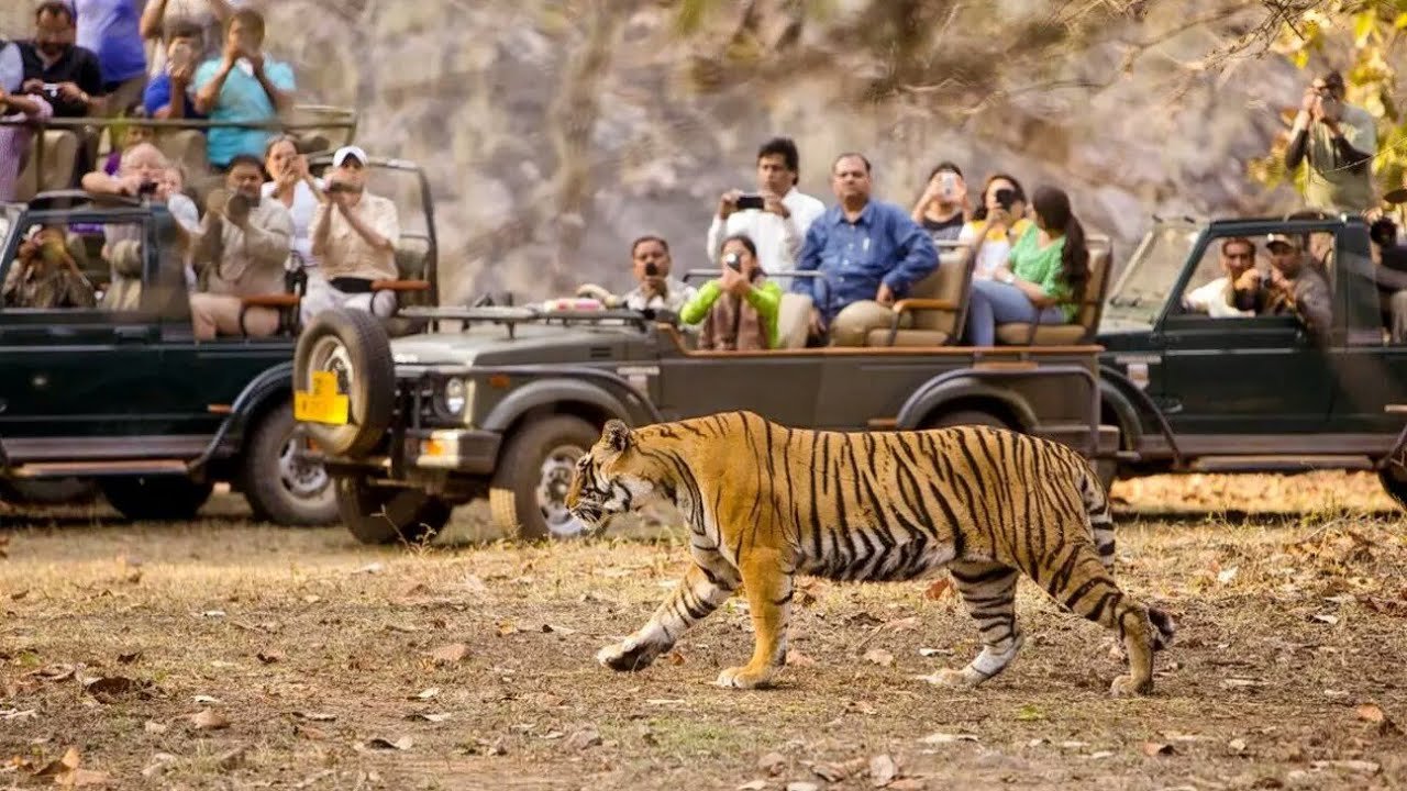 Ranthambore Tour